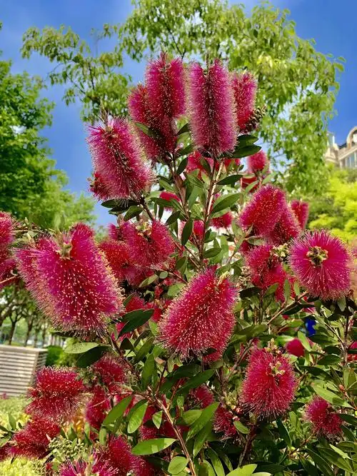 人见人爱的红千层 - 美篇