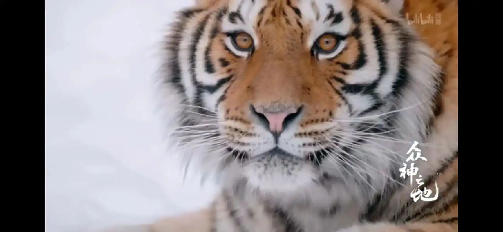 众神之地:山神归来喜欢大型猫科动物的冲.