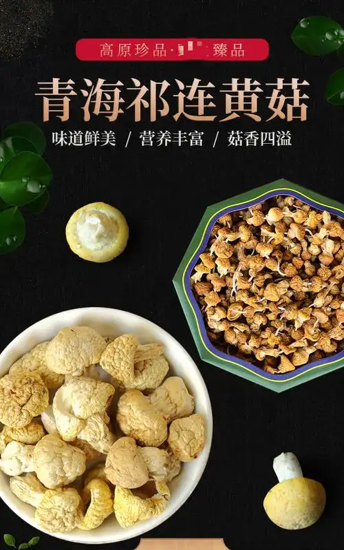 青海特产祁连山皇菇黄蘑菇小黄菇干货钉子菇煲汤蘑菇礼盒装250g香菇