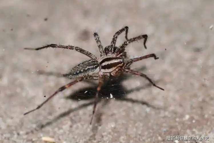 【动物界全系列】新蛛亚目—草蛛科_漏斗_迷宫_腹部