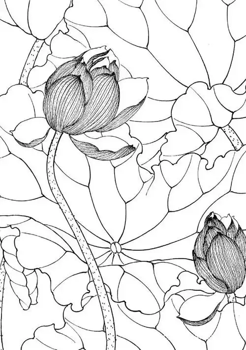 素材| 一组工笔荷花线描稿36图