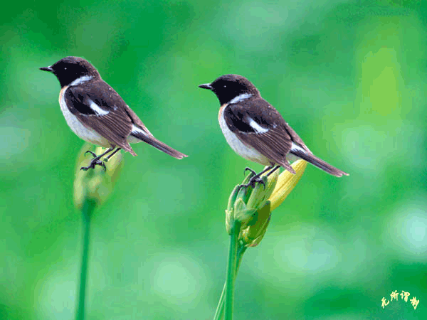 600_450gif 动态图 动图