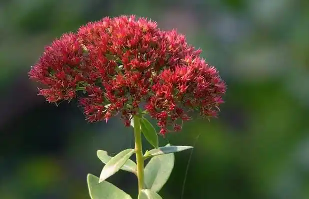 红景天的功效与作用(2)