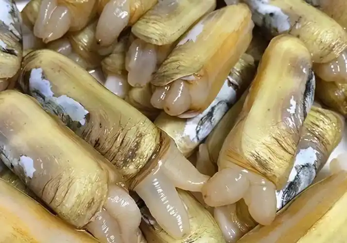 家常菜快速学会做又嫩又滑的蛏子炒蛋