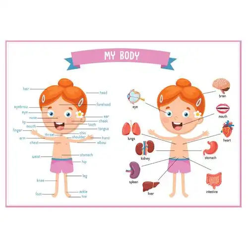 a4塑封幼儿儿童英语早教身体部位认知单词早教闪卡