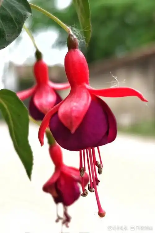 花型奇特的倒挂金钟婀娜绽放