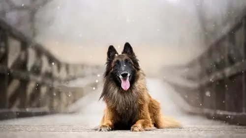 可爱的宠物狗高清宽屏壁纸_动物壁纸_壁纸下载_美桌网