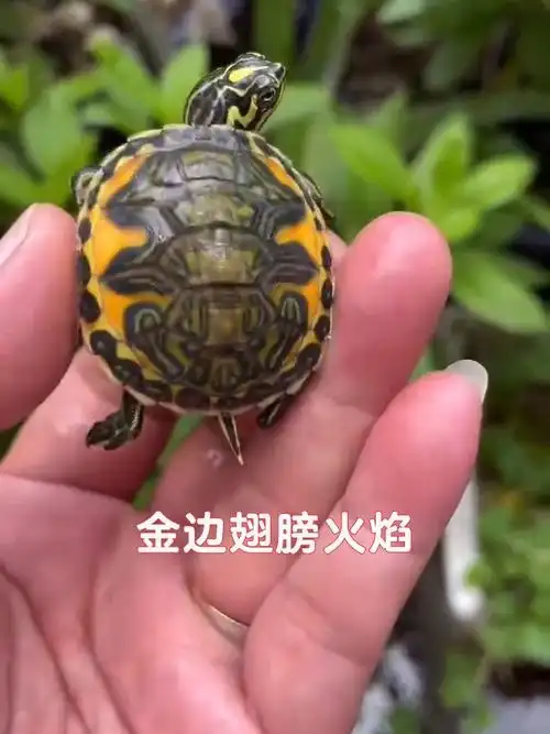 金边翅膀火焰龟