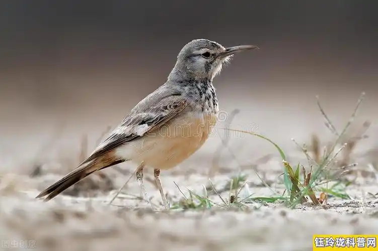 百灵鸟的特点和生活特征(附百灵鸟图片)