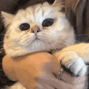 可爱猫咪gif表情包