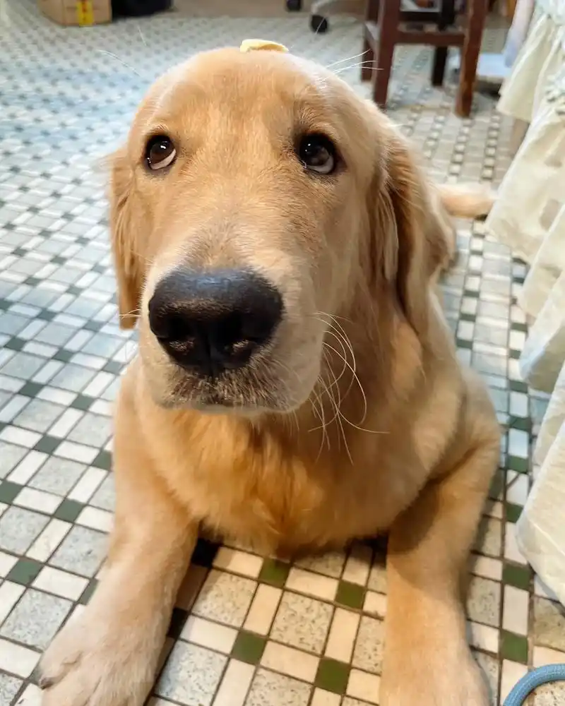 98:我头上的零食可以吃了没?#金毛 #萌宠出道计划 #狗狗 - 抖音