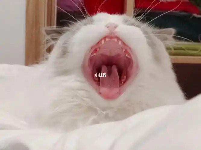 左滑看小猫咪吃人