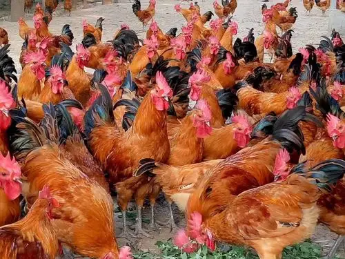 青脚红羽土鸡苗批发,青脚土鸡苗价格,红羽土公鸡苗供应 土鸡,即本地鸡