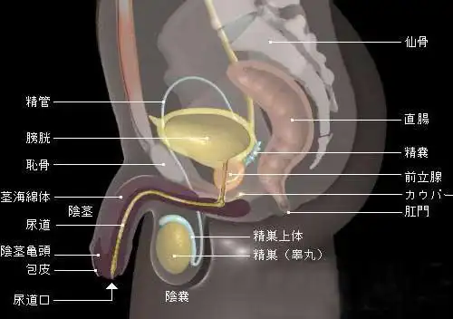 输精管造影的注意事项