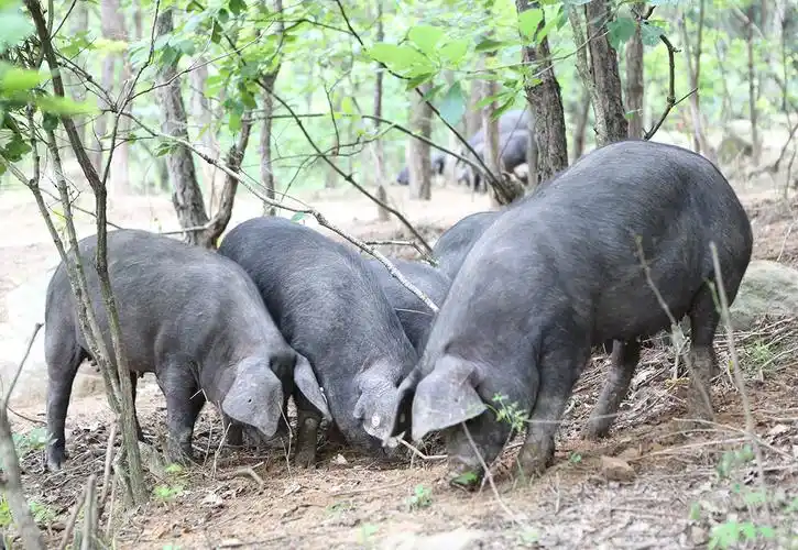 散放中的黑毛猪