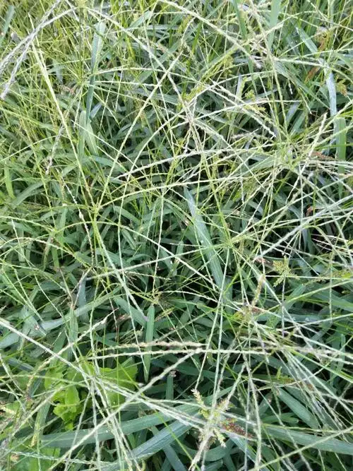 日月峡本草拾零:马唐