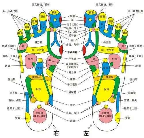 足部反射区健康疗法