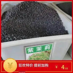 紫茉莉种子图片