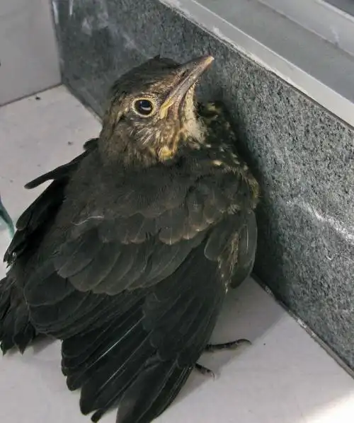 展开全部 乌鸫幼鸟