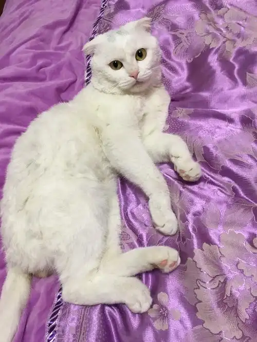 白色折耳猫串串求收养.完全免费.地点杭州.