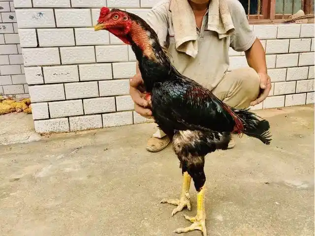 曾被家人抱怨不务正业小伙网上卖斗鸡最贵一只6000元