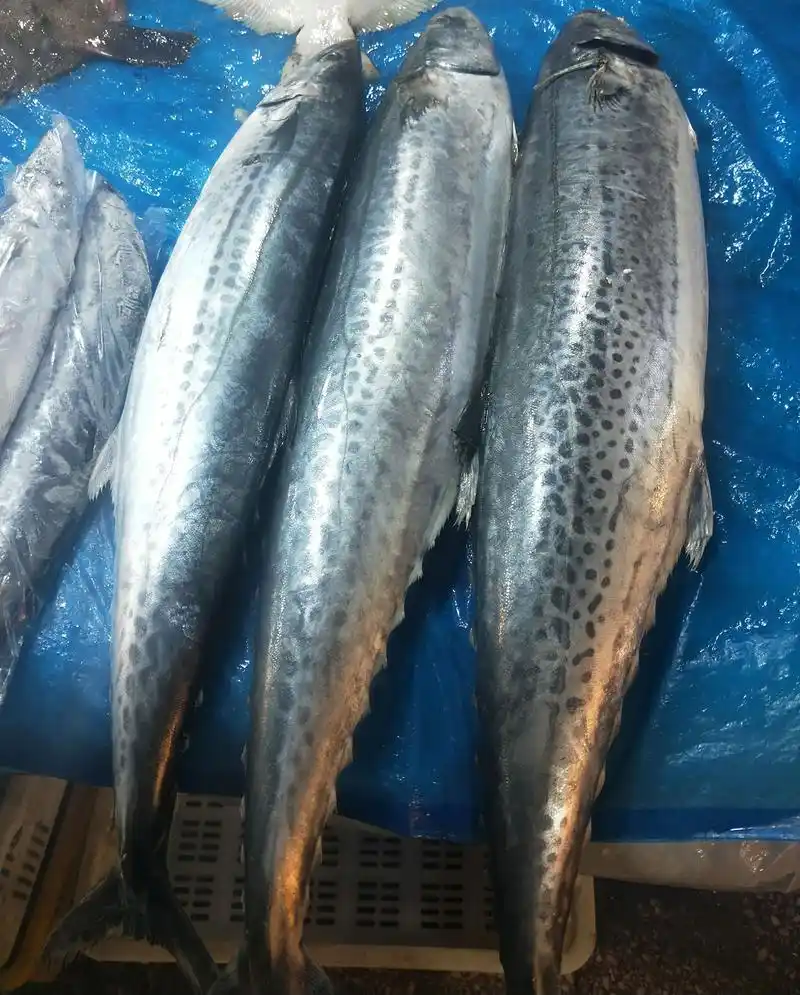 等再过几天,二三十斤的大鲅鱼就该登场了,那时候才是青岛女婿们表孝心