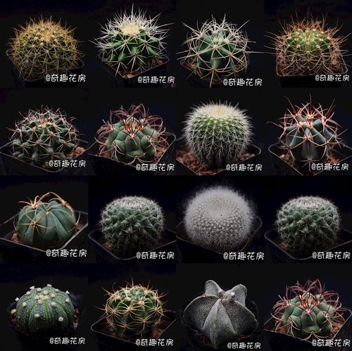 多肉植物白桦麒麟生石花仙人球白星一片心锦火麒麟 布纹球将军阁