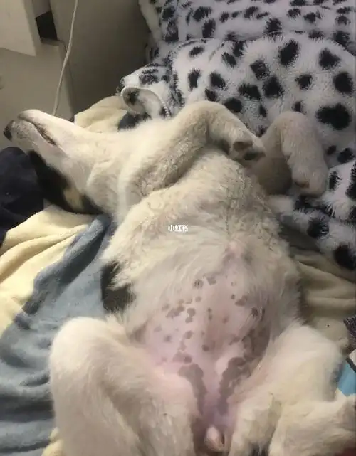 狗狗肚子大可能是得了肝腹水!