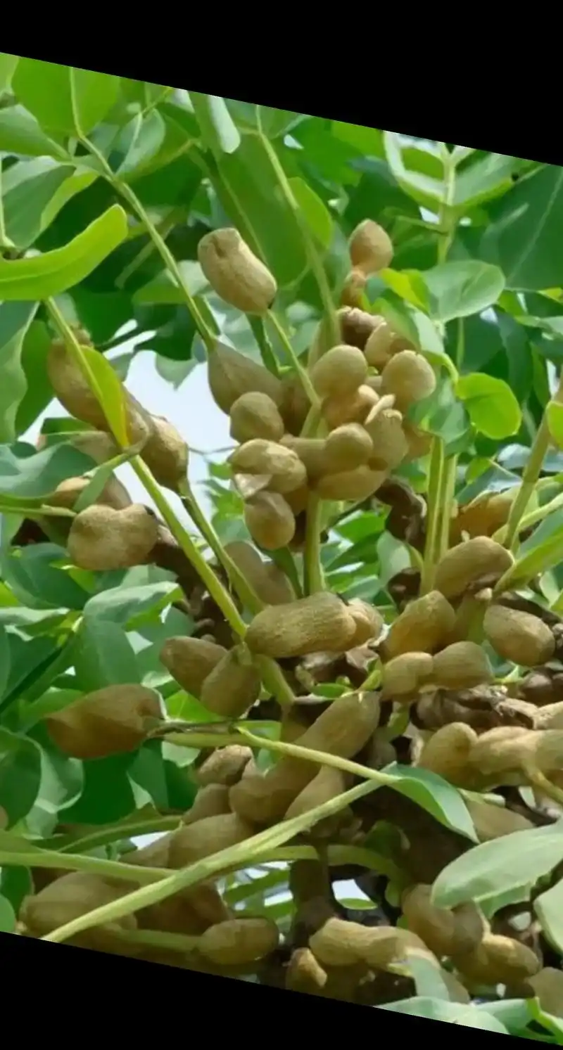 树花生 ,丰收的季节硕果累累 你的家乡有这种植物吗 - 抖音