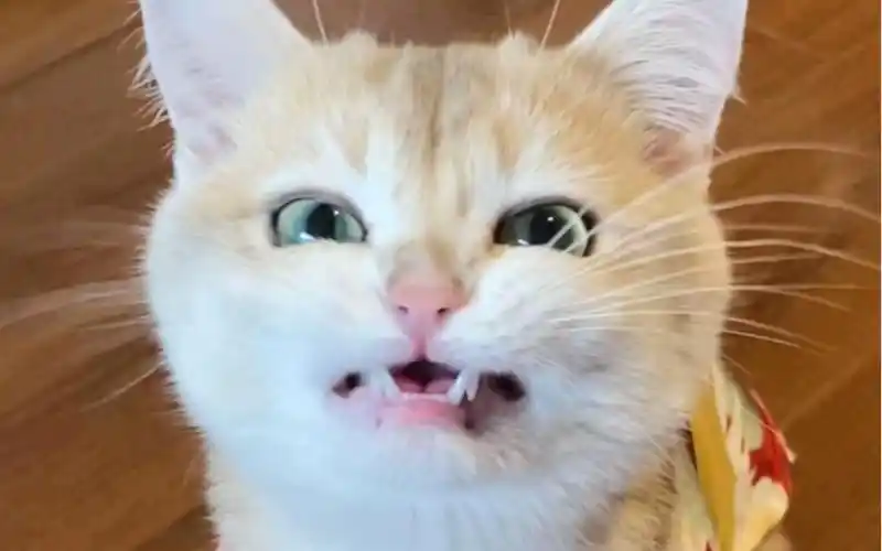 小猫咪 最后的龇牙好a啊