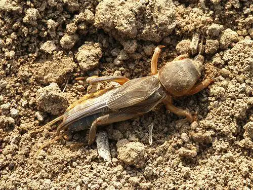 地老虎发生因素以及防治方法 - 植物病虫害 - 第一农经网