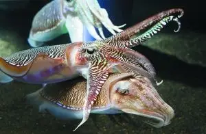 荷兰科学家揭秘鱿鱼的"绝对隐私"(图)