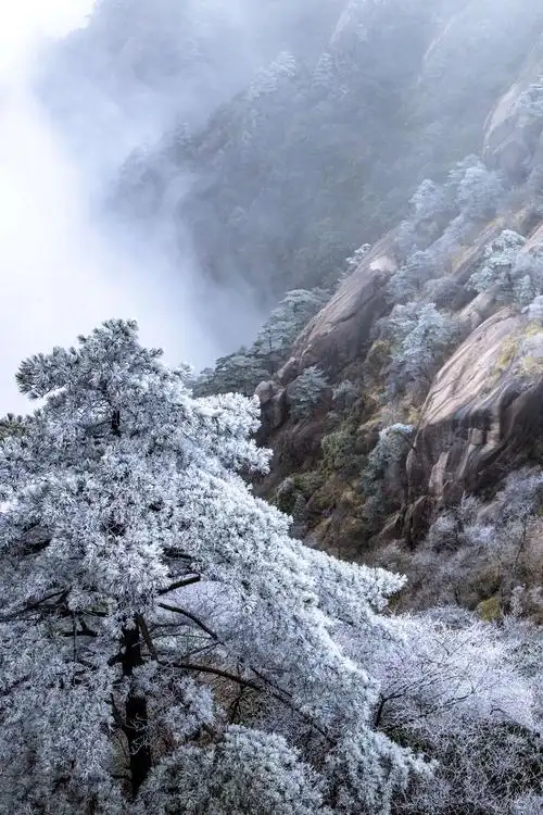黄山雾凇