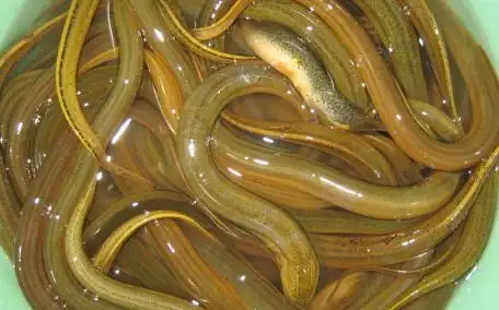 黄鳝是什么?黄鳝是鱼吗?