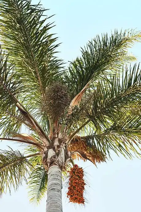 "绿色毒药"槟榔,6000万国人的"定时炸弹"_病变