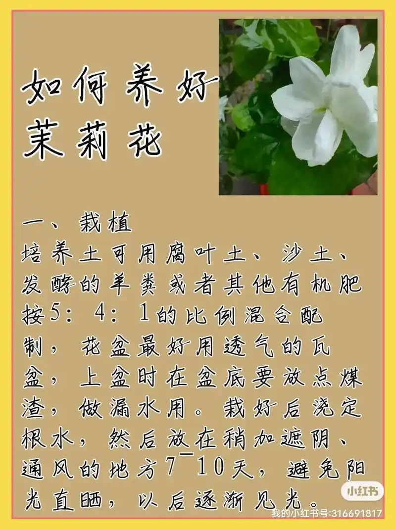 茉莉花种植养护技巧.习性:喜阳光,能适应夏季高温,喜欢潮湿, - 抖音