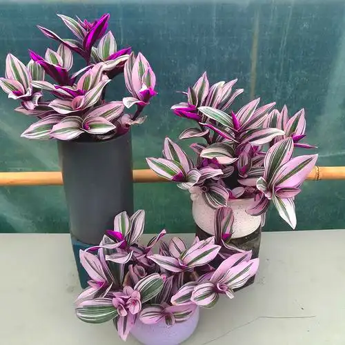 婚礼油画吊兰盆栽多年生彩色阳台庭院多肉网红时令草本花卉