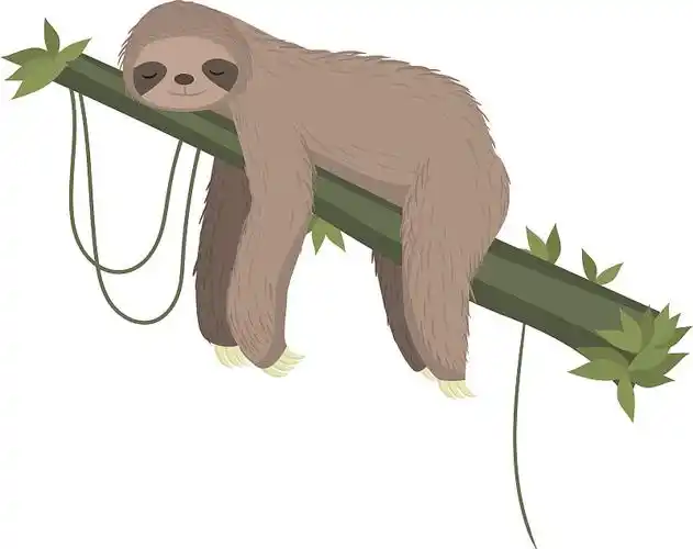 可爱的灰树懒躺在树枝上睡觉图片