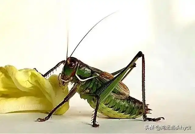 蝈蝈养殖人工养殖蝈蝈分房的湿度多少合适