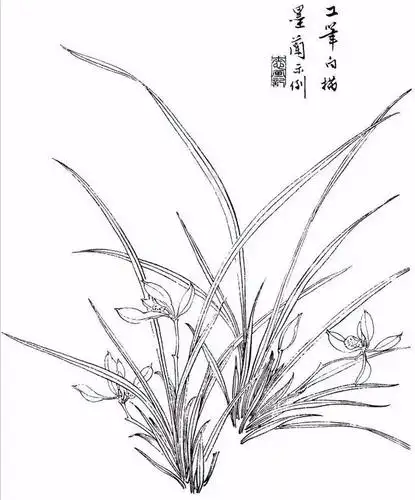 手绘兰花线稿,兰花手绘线稿_大山谷图库