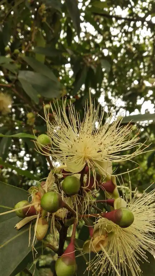 先欣赏一下300岁的樟树开花结果.