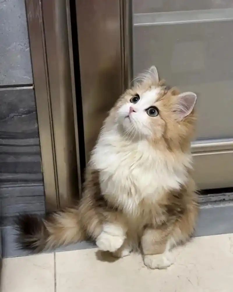 拿破仑矮脚猫 可爱! 由于家里生的太多了,上班没时间 - 抖音