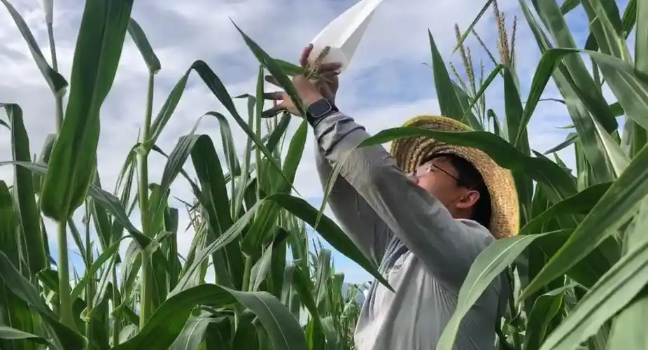 过年|上海科学家海南玉米地里授粉忙_科技 _ 文汇网
