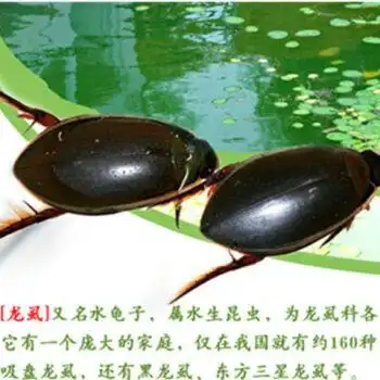 美 两斤新鲜金边龙虱【图片 价格 品牌 报价】-京东