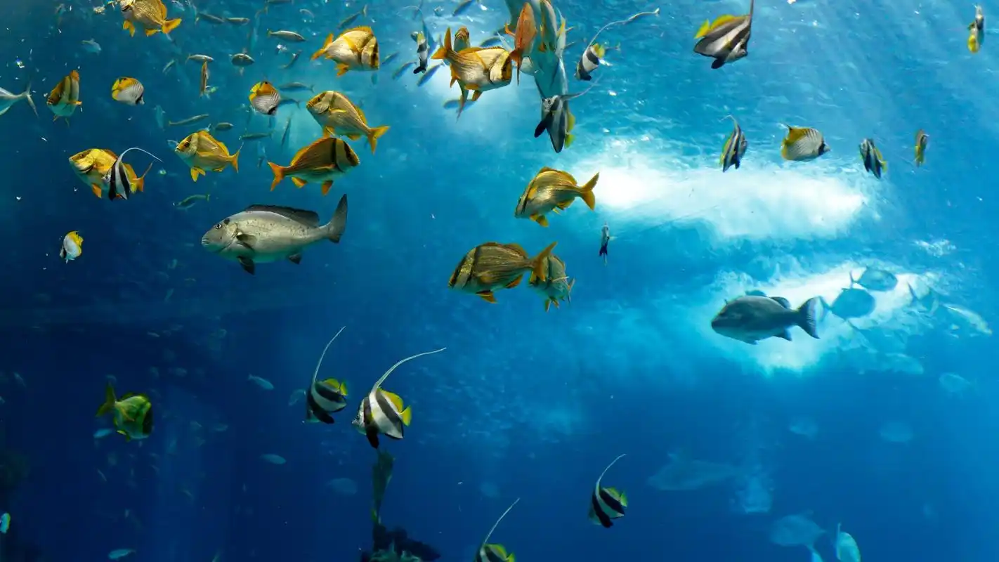 海底世界鱼群摄影高清图桌面壁纸