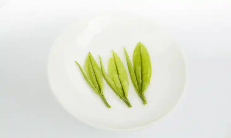 安吉白茶茶底