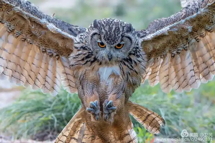 飞行猎手——雕鸮