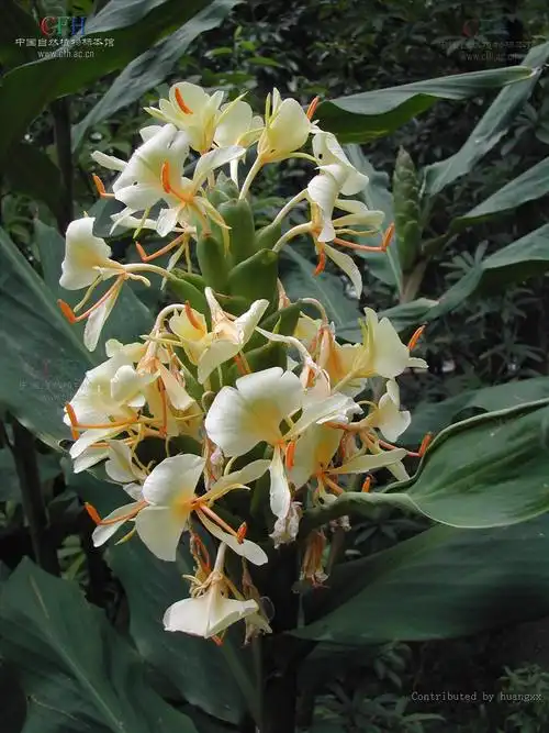 p>黄姜花(学名: i>hedychium flavum /i> roxb.