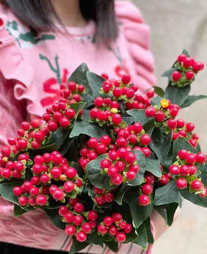 鲜切花相思豆越南红豆办公室客厅斗南花卉直批鲜花阳台切花无根