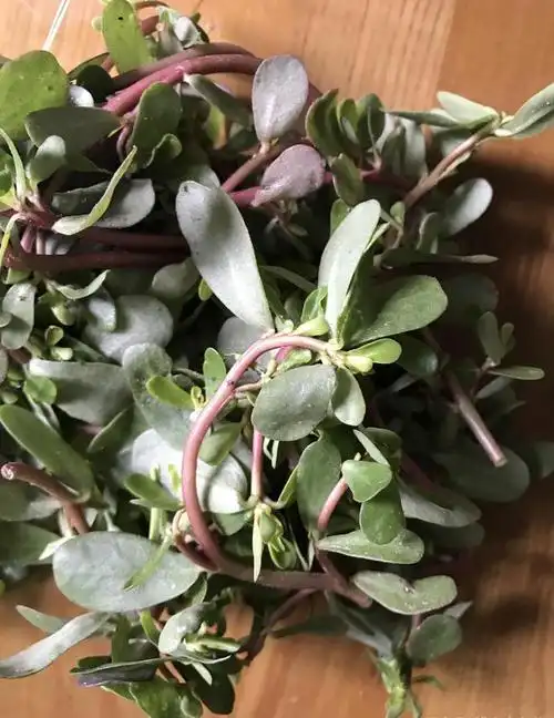 蚂蚱蚂蚱菜又叫长寿菜顾名思义吃了会长寿马榨菜的功效和吃法